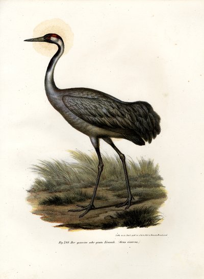 Gru eurasiatica, 1864 da German School